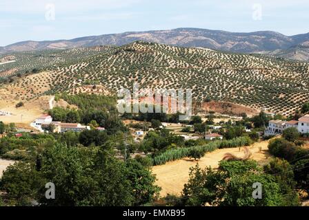 Ackerland mit Olivenhainen an den Berghängen auf der Rückseite Priego de Cordoba, Provinz Córdoba, Andalusien, Spanien, Europa. Stockfoto