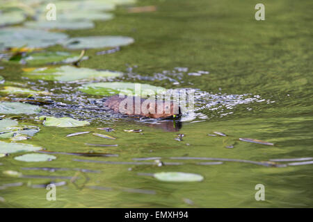 Wasser-Wühlmaus Arvicola Terrestris einzelne Schwimmen tragen Blatt Cornwall; UK Stockfoto