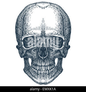 Schädel-Vektor-Logo-Design-Vorlage. frischen Tod, Krankheit oder Jolly Roger-Symbol. Stockfoto