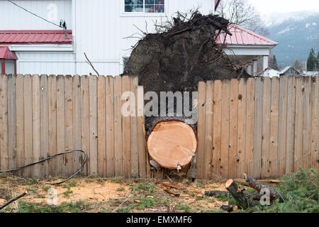 Holzzaun, Baum, der in einem Sturm, Joseph, Oregon umgeweht wurde aufgeschlüsselt. Stockfoto