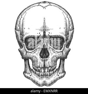 menschlicher Schädel auf einem weißen Hintergrund. Skizze Stockfoto