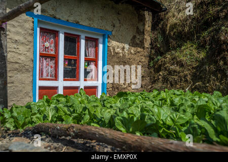 Blick auf das bunte Fenster ein Nepali traditionelles Haus mit Salate wachsen im Vordergrund Stockfoto