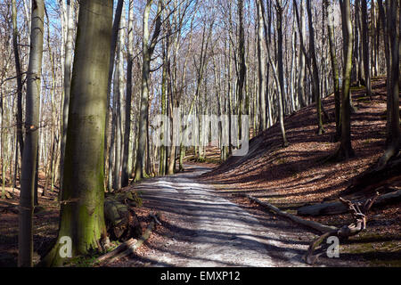 SASSNITZ, Deutschland - 3. April 2015: Buche Wald von Jasmund Nationalpark auf der Insel Rügen, Mecklenburg-Vorpommern, Deutschland Stockfoto