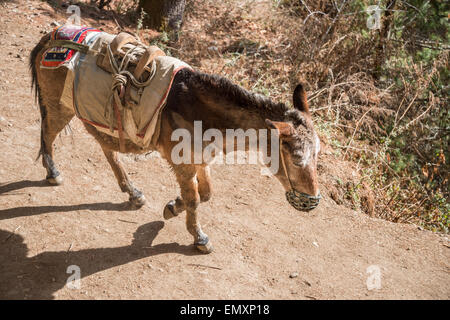 Esel im Himalaya, Nepal Stockfoto