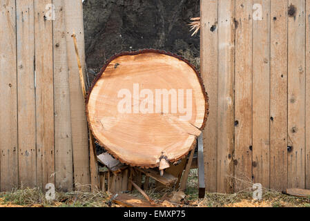 Holzzaun, Baum, der in einem Sturm, Joseph, Oregon umgeweht wurde aufgeschlüsselt. Stockfoto