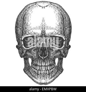 Schädel auf einem weißen Hintergrund. Skizze Stockfoto
