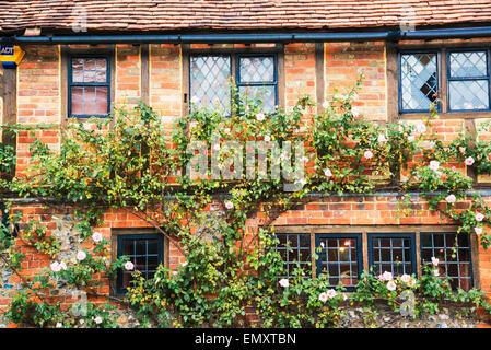 Kletterrosen an einer Mauer;  Kletterrosen ein Einer alten Mauer Stockfoto