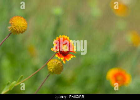 Wilde indische Decke Blumen im wilden Feld Stockfoto