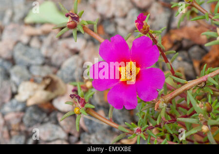 PORTULACA Grandiflora (11:00) ist eine blühende Pflanze, die häufig in Gärten kultiviert Stockfoto