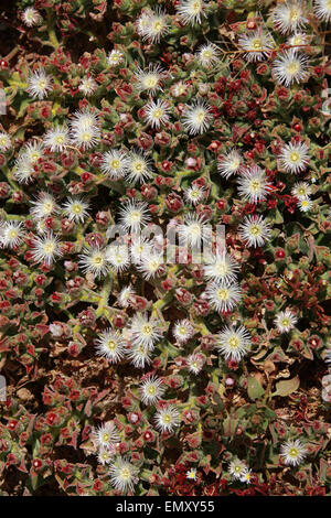 Ice-Werk, Mesembryanthemum Crystallinum, Mittagsblumengewächsen. Fuerteventura. Eine häufige Pflanze auf den Kanarischen Inseln. Stockfoto