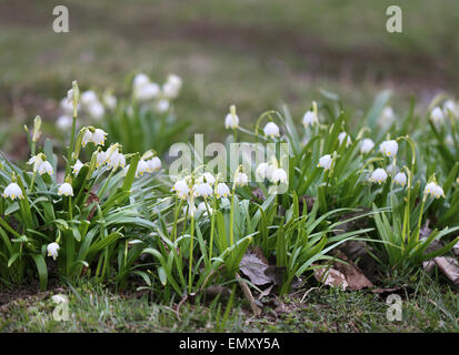 Schöne weiße Schneeglöckchen Blüten im Frühlingspark Stockfoto