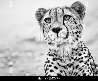 Weibliche Cheetah Stockfoto