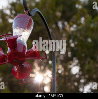 Kolibri landet auf dem Zubringer während des Sonnenuntergangs mit Sun Star Hintergrund. Stockfoto