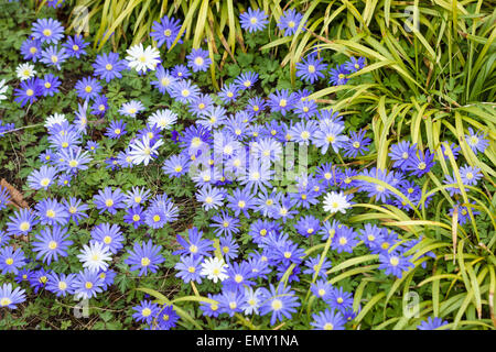 Blühende Anemone Blanda. Hintergrund. Stockfoto