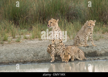 Cheetah Familie Trinkwasser, Tansania. Stockfoto