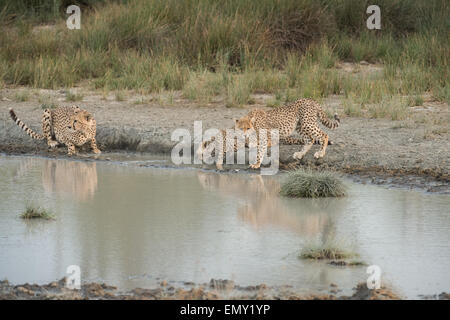 Cheetah Familie Trinkwasser, Tansania. Stockfoto