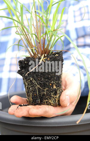 Zitronengras oder auch bekannt als Cymbopogon Stockfoto