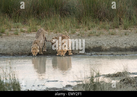 Cheetah Familie Trinkwasser, Tansania. Stockfoto