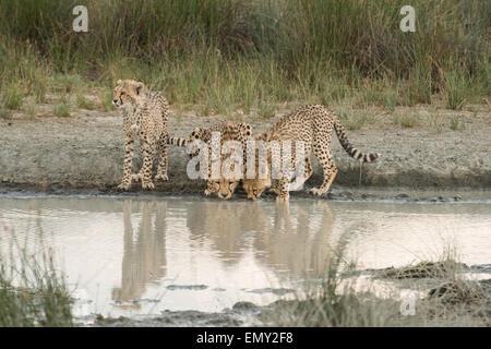 Cheetah Familie Trinkwasser, Tansania. Stockfoto