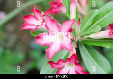 Asien-Desert rose in der Natur Stockfoto