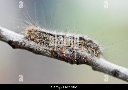 White Cedar Motte Caterpillar. Leptocneria reducta Stockfoto