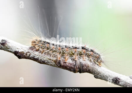 White Cedar Motte Caterpillar. Leptocneria reducta Stockfoto