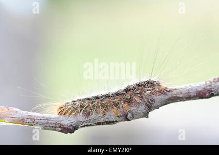 White Cedar Motte Caterpillar. Leptocneria reducta Stockfoto