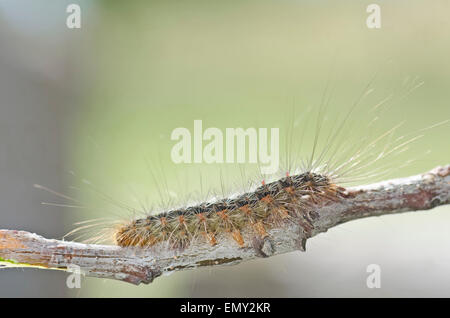 Weiße Zeder Motte Raupe Stockfoto