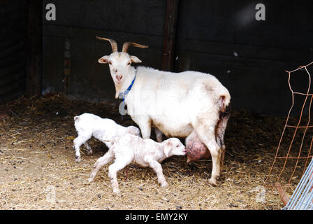 Nanny Goat mit zwei Kindern in einer Scheune Stockfoto