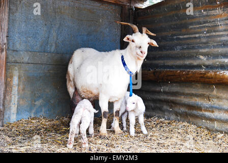 Nanny Goat mit zwei Kindern in einer Scheune Stockfoto