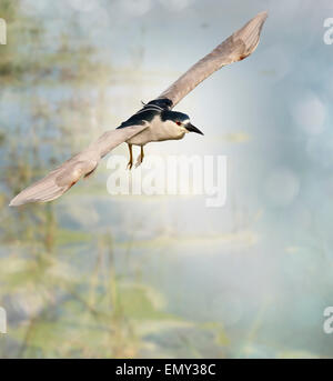 Schwarz-gekrönter Nachtreiher im Flug Stockfoto