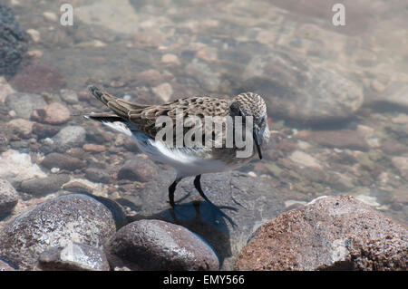 Baird es Strandläufer Calidris Bairdii auf Laguna Chaxa in der Salar de Atacama, Reserva Nacional Los Flamencos, Chile Stockfoto