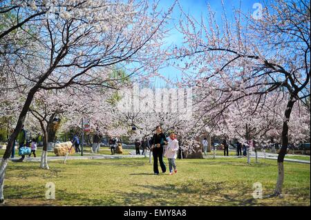 Changchun, China Jilin Provinz. 24. April 2015. Menschen die Landschaft zu genießen, als das Wetter wärmer in einem Park in Changchun, Hauptstadt des nordöstlichen Chinas Provinz Jilin, 24. April 2015 wird. © Xu Chang/Xinhua/Alamy Live-Nachrichten Stockfoto