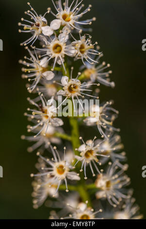 Kirschlorbeer, Prunus laurocerasus Stockfoto