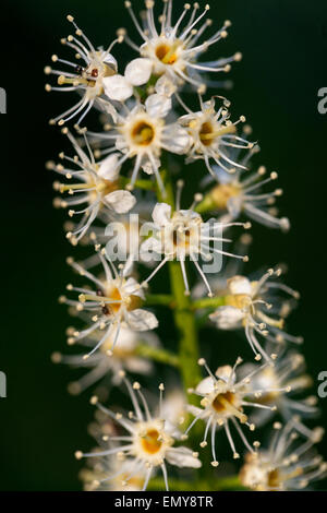 Kirschlorbeer, Prunus laurocerasus Stockfoto