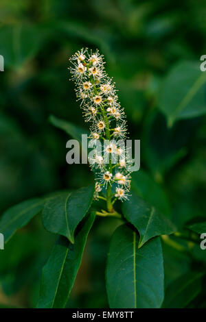 Cherry Laurel, Prunus laurocerasus White, Blumen, April, Frühling, Garten Stockfoto