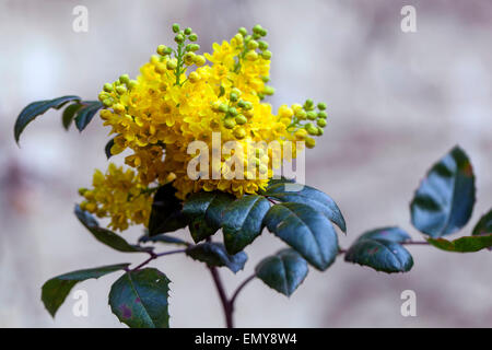 Mahonia Aquifolium, Mahonie, gelbe Blüten Stockfoto