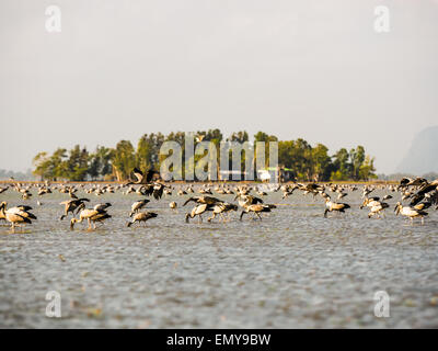 Asiatischer Openbill Suche nach Nahrung in Thale Noi, Phatthalung Provinz, Thailand Stockfoto