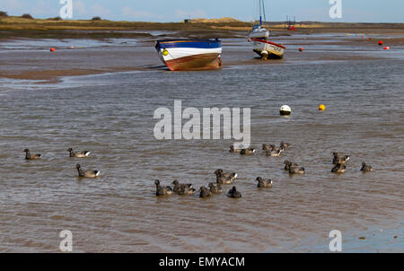 Brent Gänse Branta Bernicla Schwimmen im Brancaster Staithe Norfolk UK Winter Stockfoto