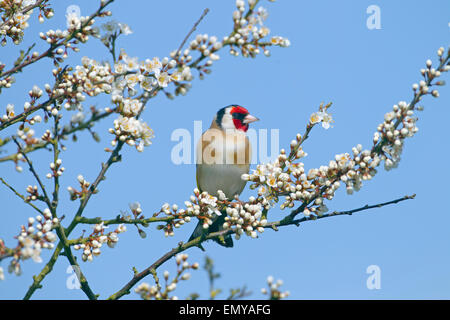 Goldfinch Carduelis carduelis auf Frühlingsschwärzdorn Prunus spinosa, Blossom Stockfoto