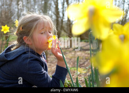 Junges Mädchen riechen Blumen Narzissen im Frühjahr Stockfoto