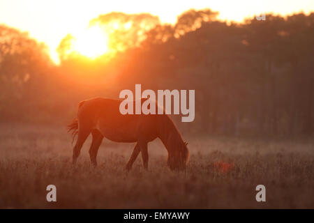 New Forest Ponys grasen in der Abenddämmerung im Vereinigten Königreich New Forest in der Nähe von Beaulieu Stockfoto