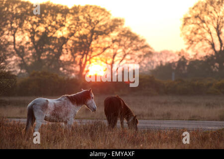 New Forest Ponys grasen in der Abenddämmerung im Vereinigten Königreich New Forest in der Nähe von Beaulieu Stockfoto