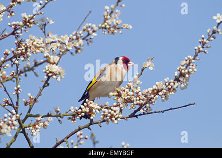Goldfinch Carduelis carduelis auf Frühlingsschwärzdorn Prunus spinosa, Blossom Stockfoto