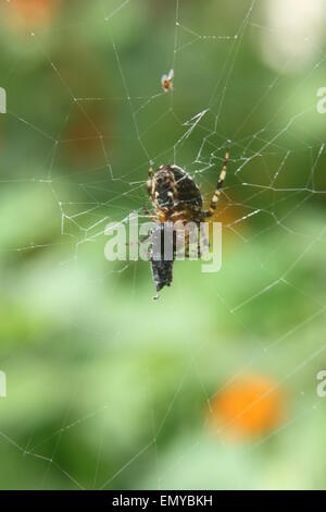 die spinne und die Fliege, gefangen im Spinnennetz Stockfoto