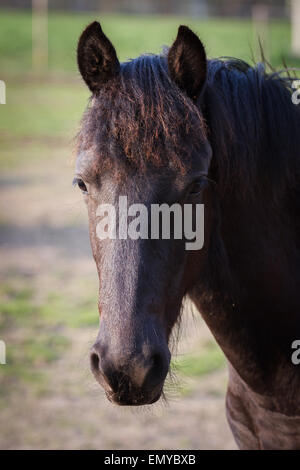 Schönheit Fohlen - friesische Pferd Hengst Stockfoto