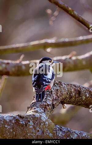 Buntspecht ruht auf einem Wald Ast im Frühjahr Stockfoto