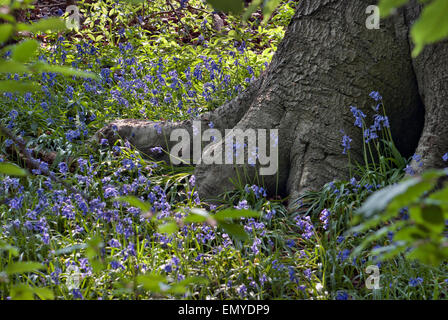 Frühling-Glockenblumen unter Baumwurzeln Stockfoto