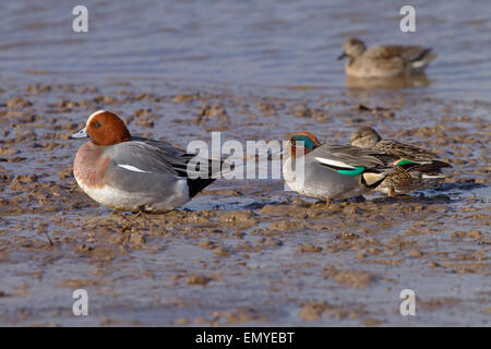 Petrol / Anas Vogelarten Männchen füttern mit Pfeifenten Männchen am Ufer Stockfoto