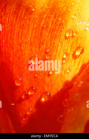 Tulpe (Tulipa Hybr.) mit Tröpfchen. Stockfoto